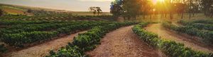 Field of crops