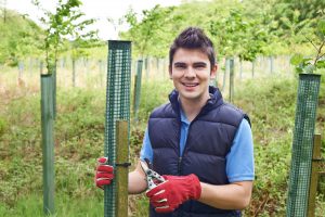 Environmental worker planting trees