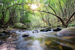 Rainforest with stream