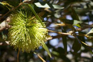 Native Australian flora