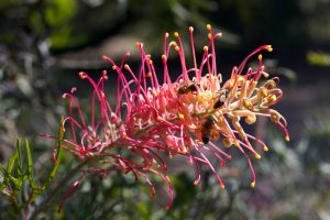 Banksia and bees