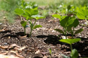 Seedlings growing