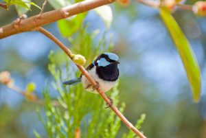 Blue Wren