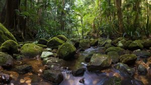 Rainforest with river