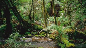 Forest with river running through it