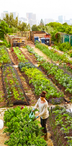 community garden with a woman watering lettuce